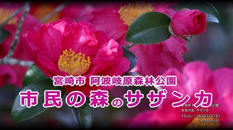 宮崎市 市民の森 山茶花(サザンカ)