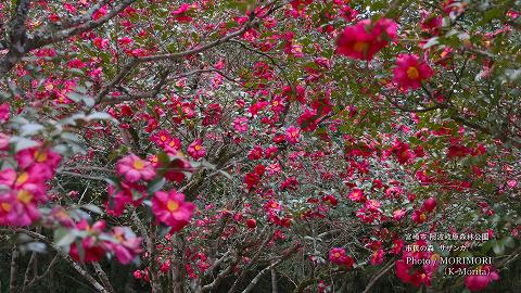 宮崎市 市民の森 山茶花(サザンカ)
