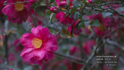 宮崎市 市民の森 山茶花(サザンカ)