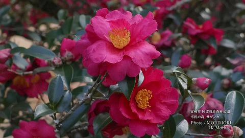 宮崎市 市民の森 山茶花(サザンカ)