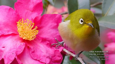宮崎市 市民の森 山茶花(サザンカ)