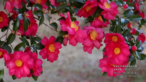 宮崎市 市民の森 山茶花(サザンカ)