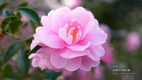 宮崎市 市民の森 ピンク色の山茶花(サザンカ)