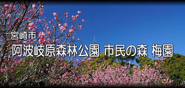 宮崎市 阿波岐原(あわきがはら)森林公園 市民の森 梅園にて