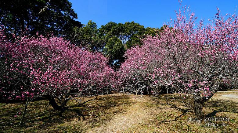 宮崎市 阿波岐原(あわきがはら)森林公園 市民の森 梅園にて