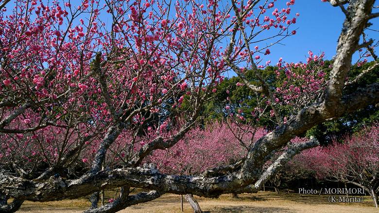 阿波岐原森林公園 市民の森 梅園にて