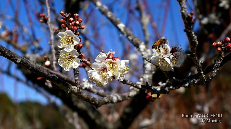 阿波岐原森林公園 市民の森 梅園にて