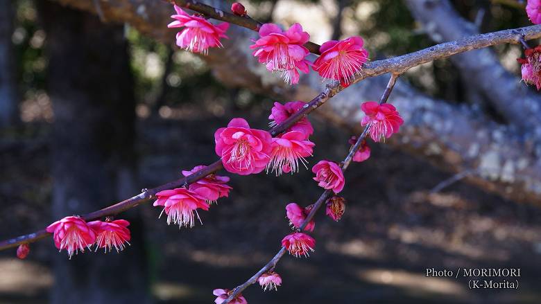 阿波岐原森林公園 市民の森 梅園にて