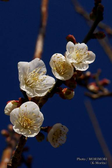 阿波岐原森林公園 市民の森 梅園にて