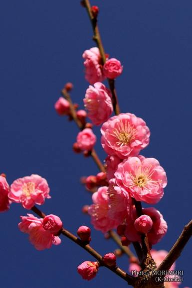 阿波岐原森林公園 市民の森 梅園にて