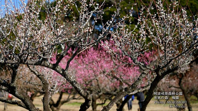 阿波岐原森林公園 市民の森 梅園にて（2024年）