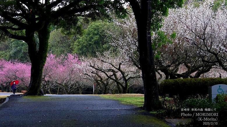 阿波岐原森林公園 市民の森 梅園にて（2023年）