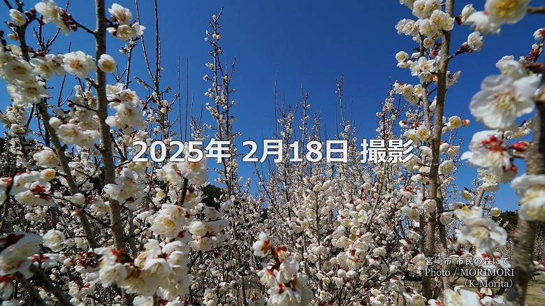 阿波岐原森林公園 市民の森 梅園にて（2025年）