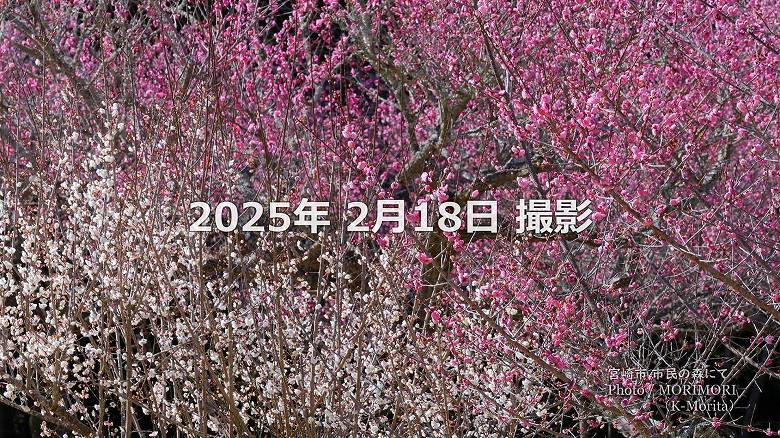 阿波岐原森林公園 市民の森 梅園にて（2025年）