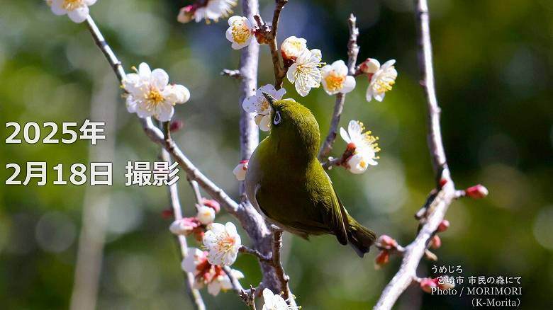 阿波岐原森林公園 市民の森 梅園にて（2025年）