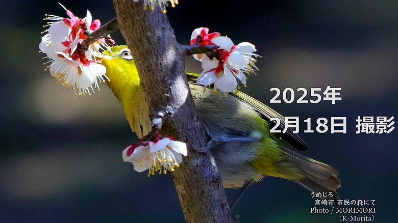 阿波岐原森林公園 市民の森 梅園にて（2025年）
