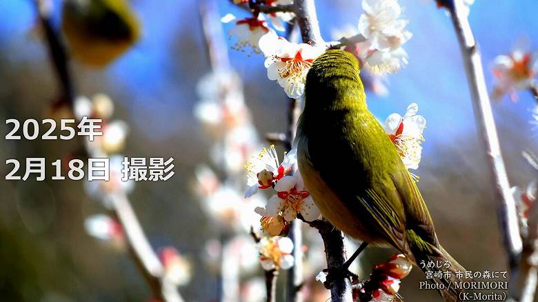 阿波岐原森林公園 市民の森 梅園にて（2025年）