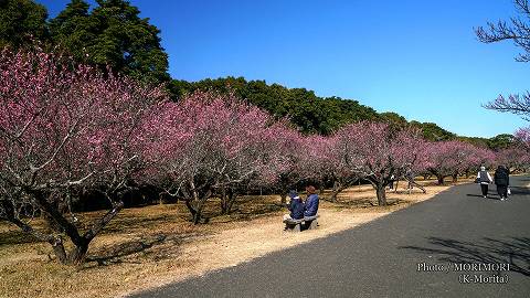 阿波岐原森林公園 市民の森 梅園にて