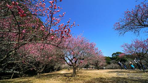 阿波岐原森林公園 市民の森 梅園にて