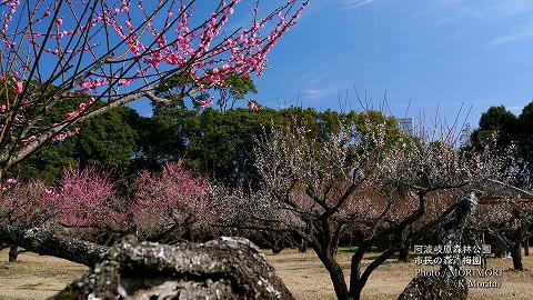 阿波岐原森林公園 市民の森 梅園にて（2024年）