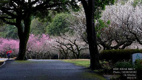 阿波岐原森林公園 市民の森 梅園にて（2023年）