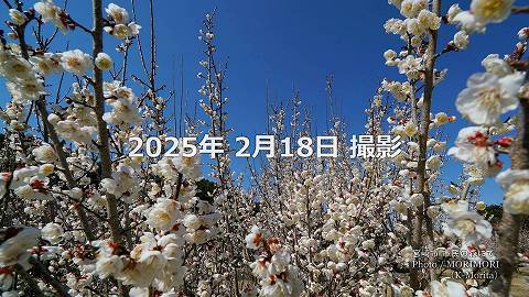 阿波岐原森林公園 市民の森 梅園にて（2025年）