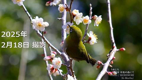 阿波岐原森林公園 市民の森 梅園にて（2025年）