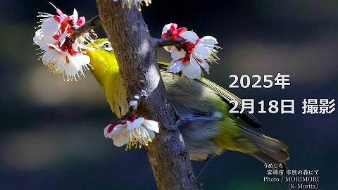 阿波岐原森林公園 市民の森 梅園にて（2025年）