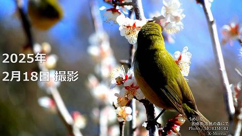 阿波岐原森林公園 市民の森 梅園にて（2025年）