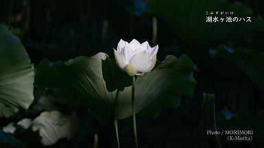 湖水ヶ池のハスの花