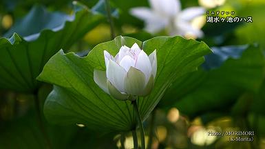 湖水ヶ池のハスの花