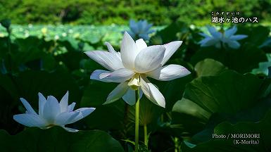 湖水ヶ池のハスの花