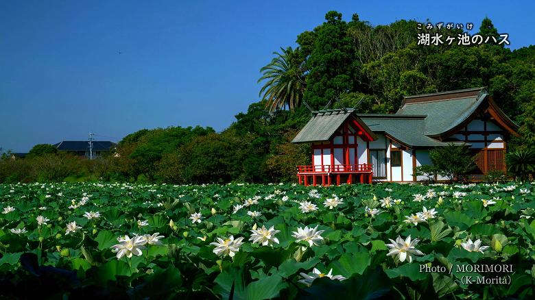 水沼神社と湖水ヶ池のハスの花
