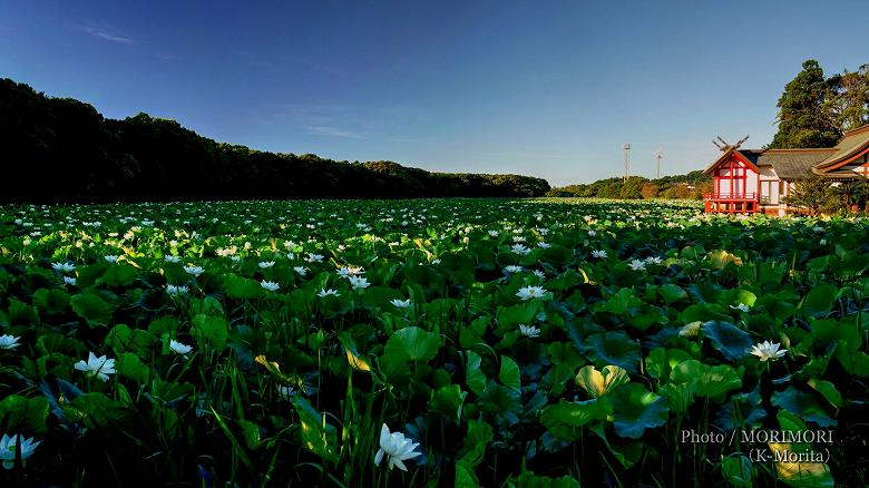 水沼神社と湖水ヶ池のハスの花