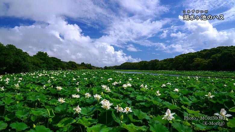 湖水ヶ池のハスの花