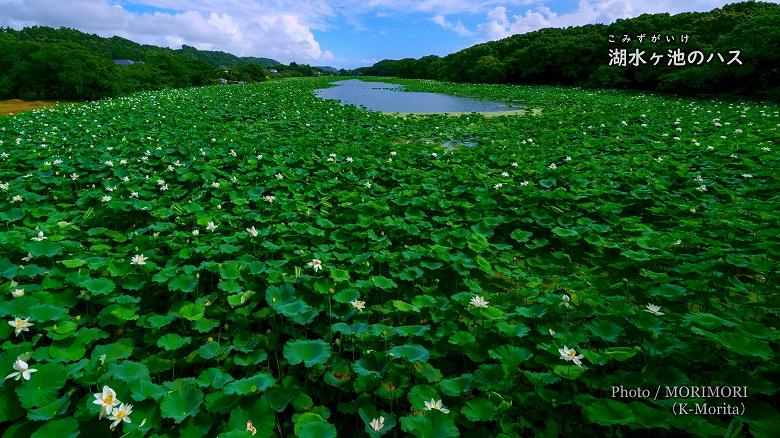 湖水ヶ池のハスの花