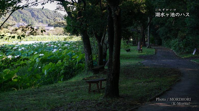 湖水ヶ池 木立の中の遊歩道