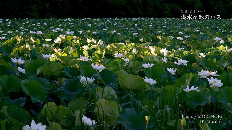 湖水ヶ池のハスの花