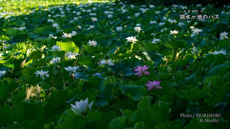 湖水ヶ池のハスの花