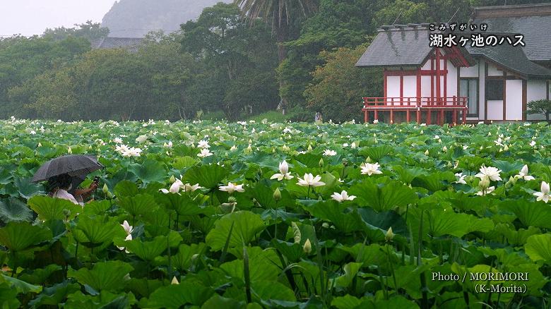 湖水ヶ池のハスの花
