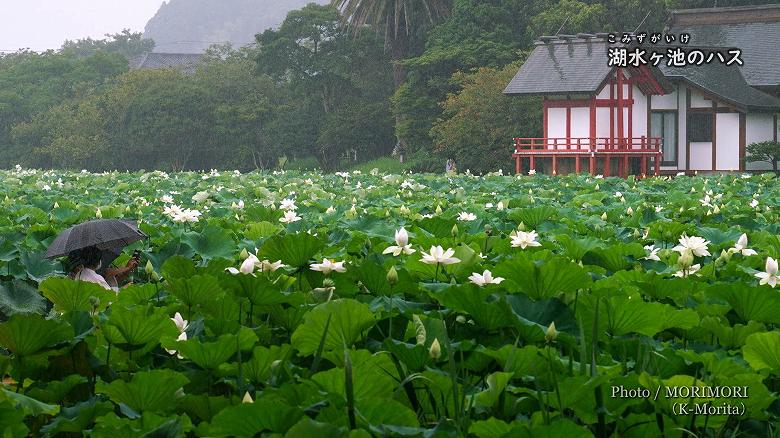 湖水ヶ池のハスの花