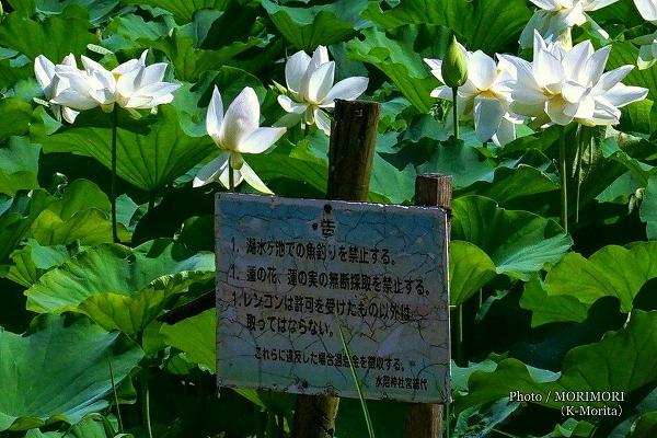 「湖水ヶ池」にあった注意書