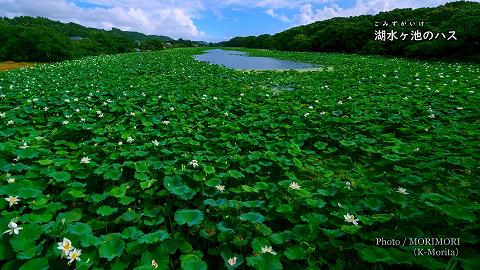 湖水ヶ池のハスの花