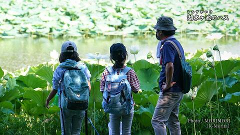 ハスの花「しんとみぶらぶら 物見遊山 夏 湖水ヶ池」にて