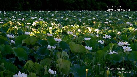 湖水ヶ池のハスの花