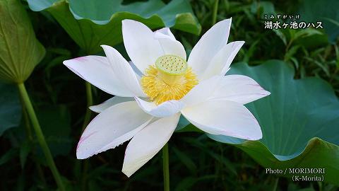 湖水ヶ池のハスの花