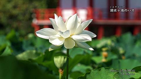 湖水ヶ池のハスの花