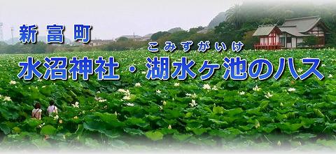水沼神社 湖水ヶ池のハスの花