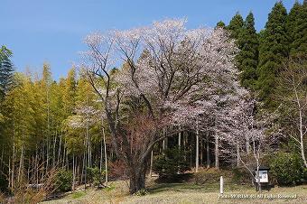 天神の山桜（ヤマザクラ）　01　全景