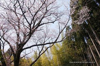 天神の山桜（ヤマザクラ）　03